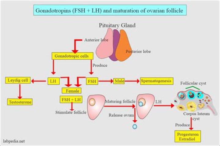 Is luteinizing hormone a peptide hormone?