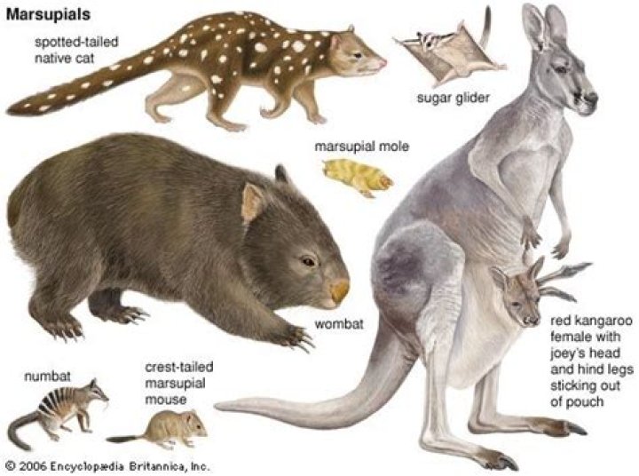 Is macropod a marsupial?