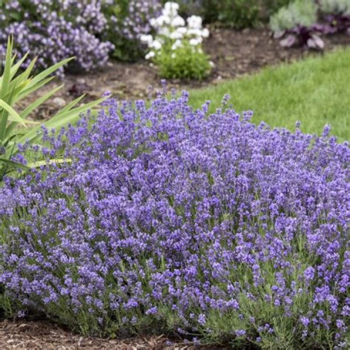 Is munstead lavender a perennial?