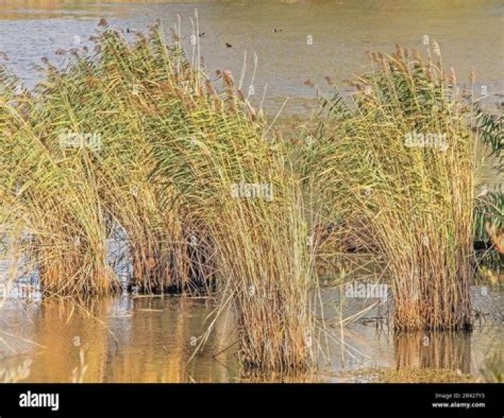 Is phragmites australis native to australia?