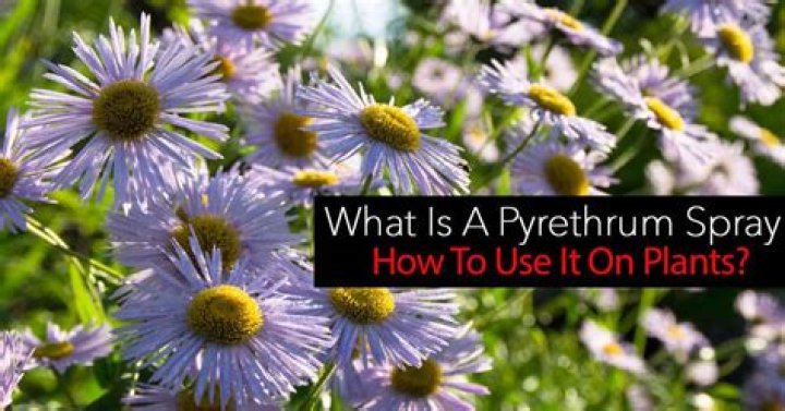 Is pyrethrum safe for plants?