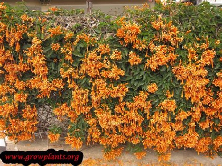 Is pyrostegia venusta poisonous to dogs?