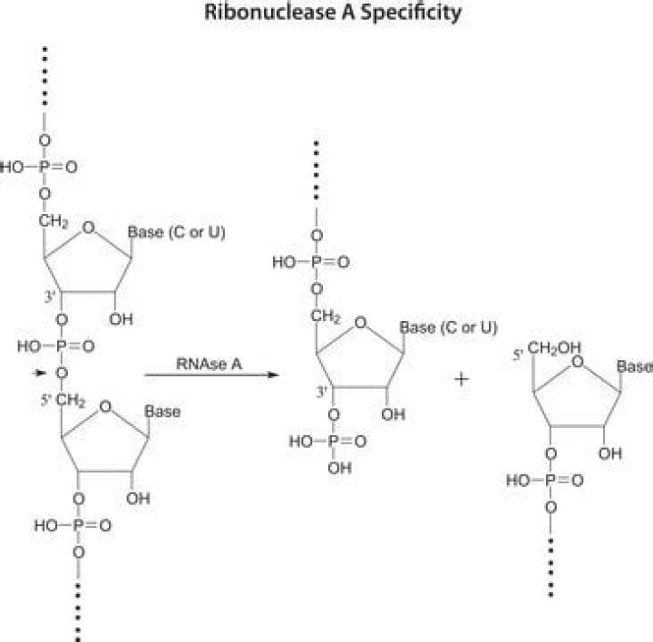 Is ribonuclease produced by the pancreas?