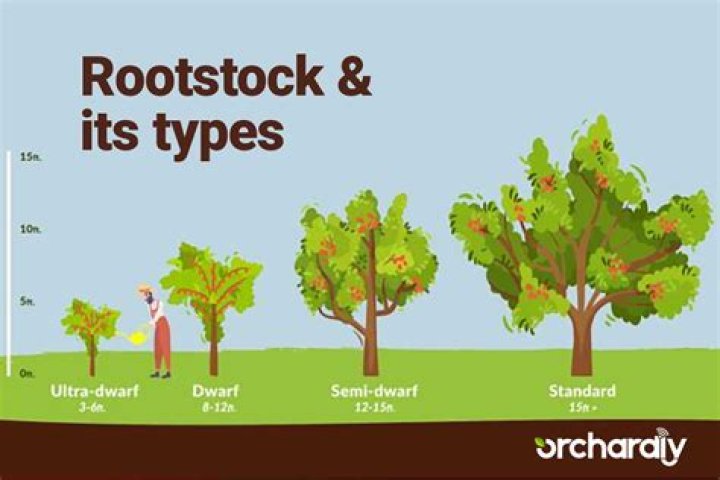 Is rootstock one word?