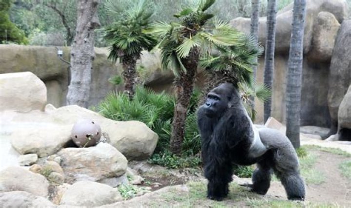 Is santa barbara zoo open?