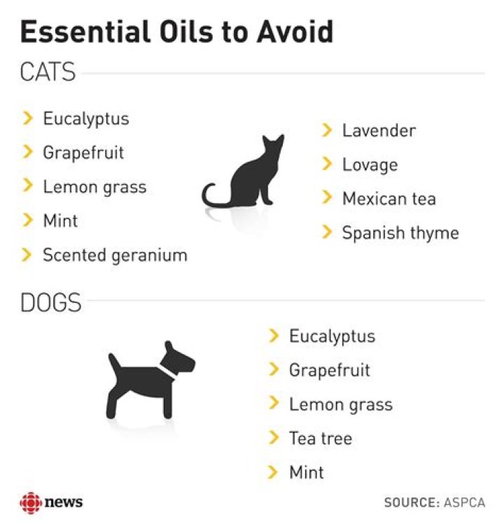 Is scents bad for cats?