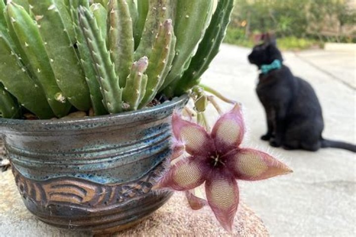 Is stapelia toxic to cats?