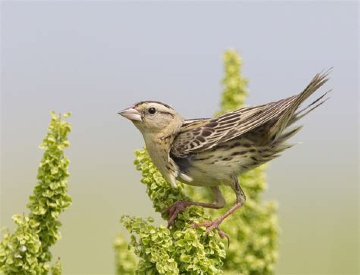 Is the bobolink a songbird?