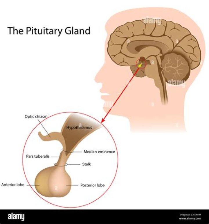 Is the pituitary gland located?