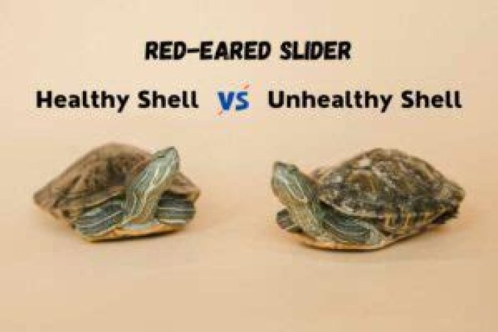 Is top shell healthy?