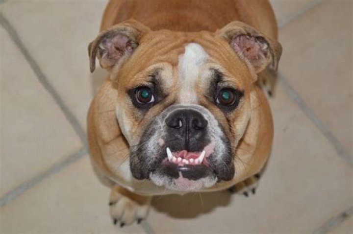 Is undershot jaw hereditary in dogs?