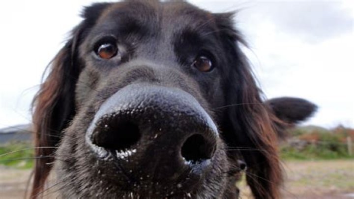 Should a dog's nose be wet?