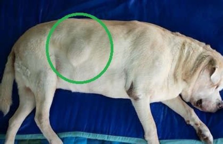 Should dog lipomas be removed?