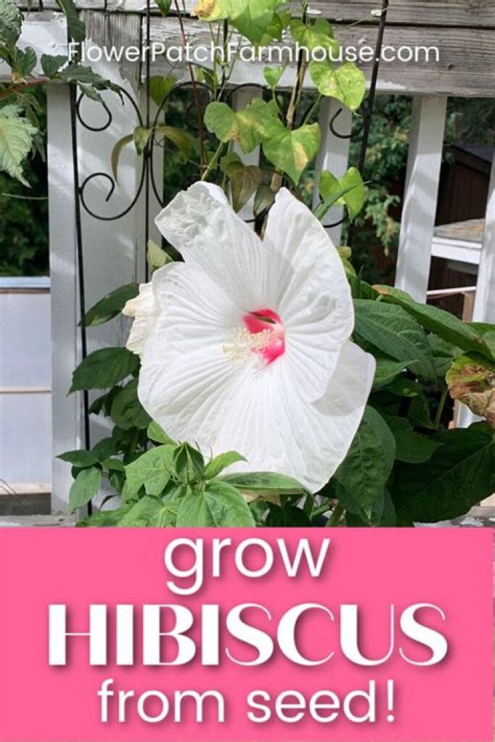 Should hardy hibiscus be fertilized?