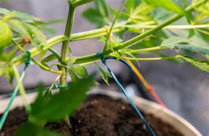 Should i lst mother plant?