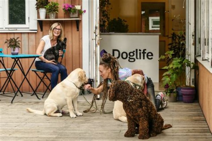 Should i take my dog to doggie daycare?