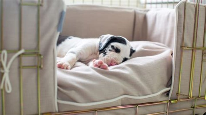Should ignore puppy crying crate?