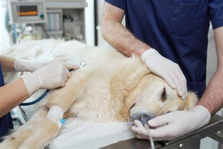 Should my dog have a splenectomy?