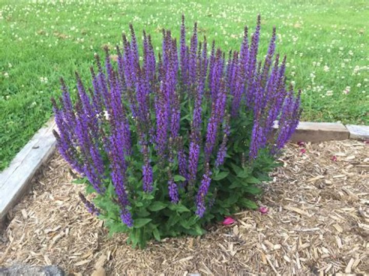 Should sage be deadheaded?