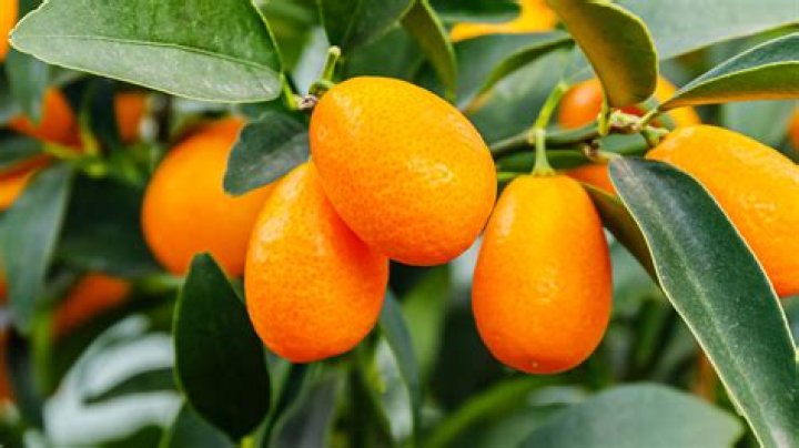 Should you peel a kumquat?