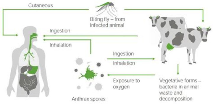 Was anthrax created in a lab?