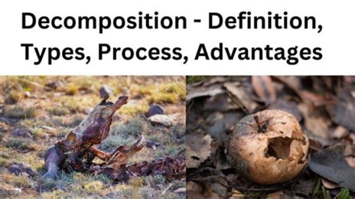 Was does decomposition mean?