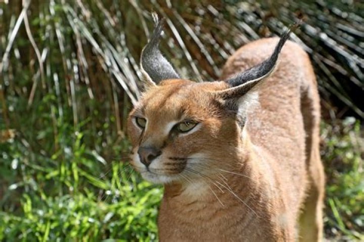 Were do caracals live?
