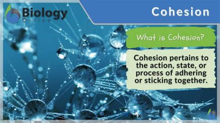 What's cohesion in science?