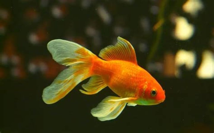 What algae eaters can live with goldfish?