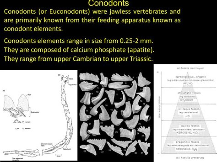 What are conodonts and what is their significance?