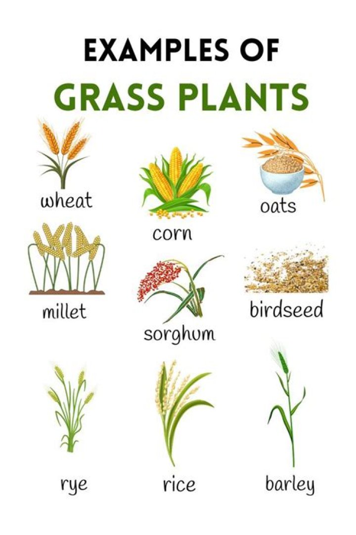 What are grasses a productive food source for?