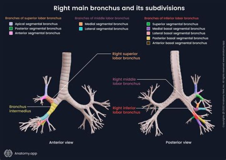 What are the grape-like clusters at the end of each bronchiole?
