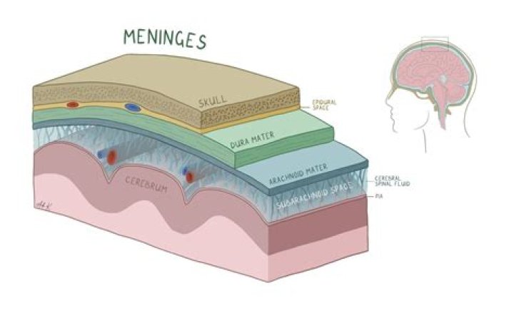 What are the meningeal layers?