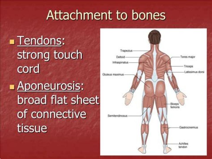 What attaches muscle to bone?
