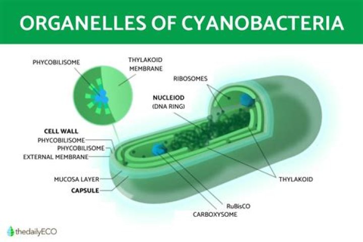 What cyanobacteria belong to?