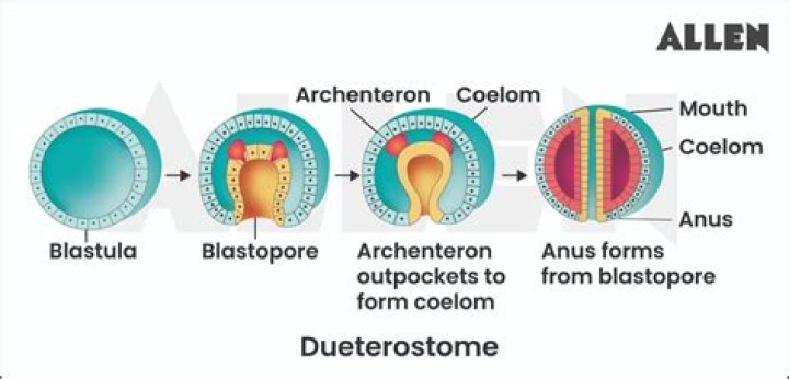 What develops first in a deuterostome?