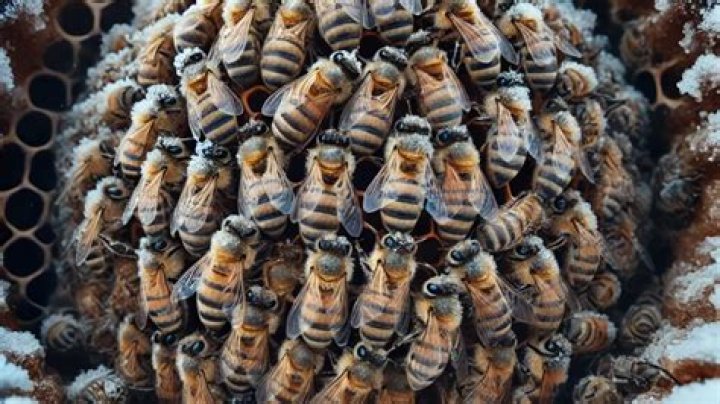 What do beekeepers do with their bees in the winter?