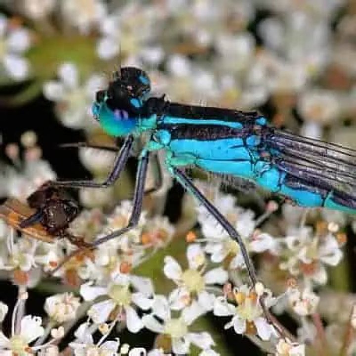 What do damselfly eat?