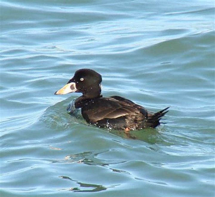 What do surf scoters eat?
