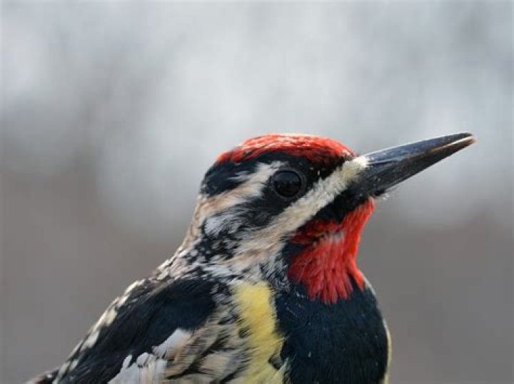 What does a sapsucker look like?