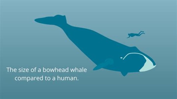 What does bowheads mean?