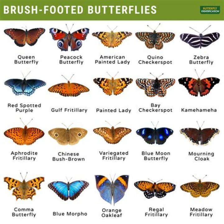 What does brush-footed butterflies eat?