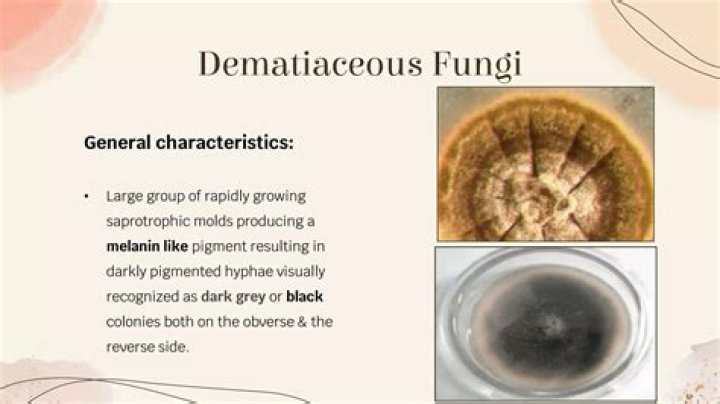What does dematiaceous fungi mean?