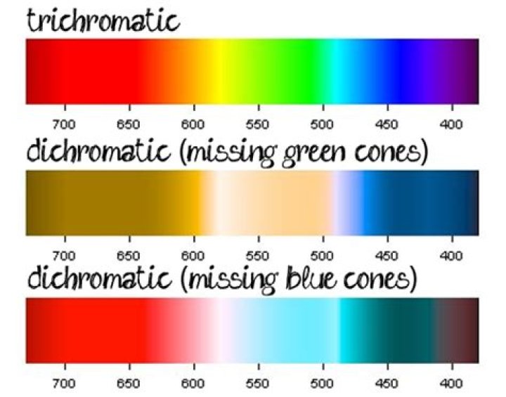 What does dichromatic mean?