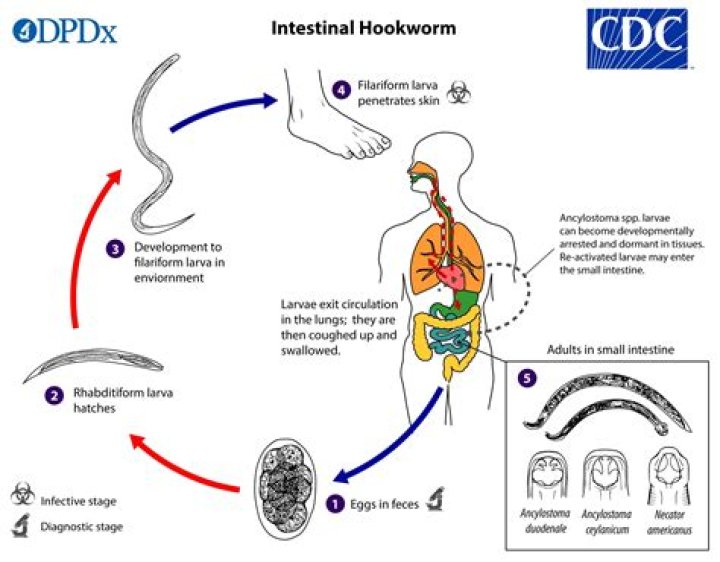 What does hookworms do to humans?