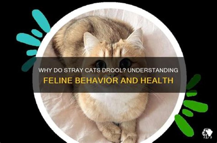 What does it mean when a cat drools?