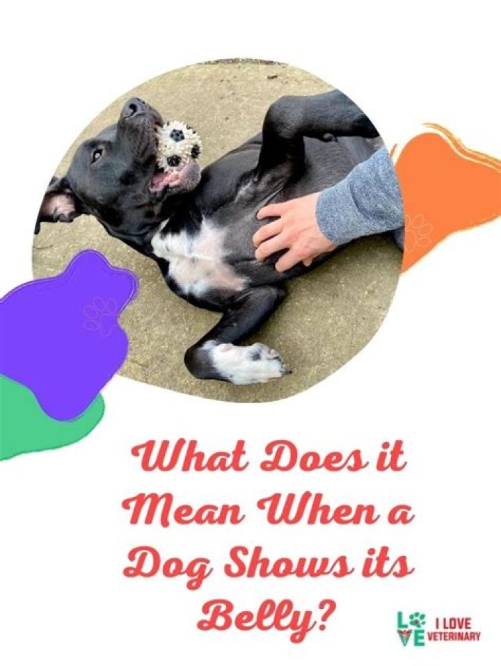 What does it mean when a dog slobbers alot?