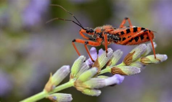 What does reduviidae mean?