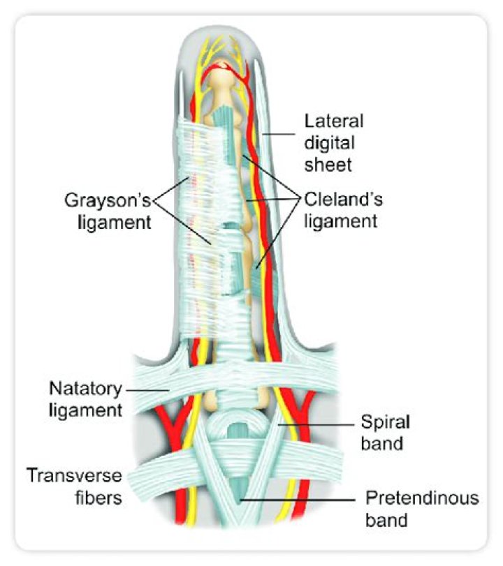 What does the natatory ligament do?