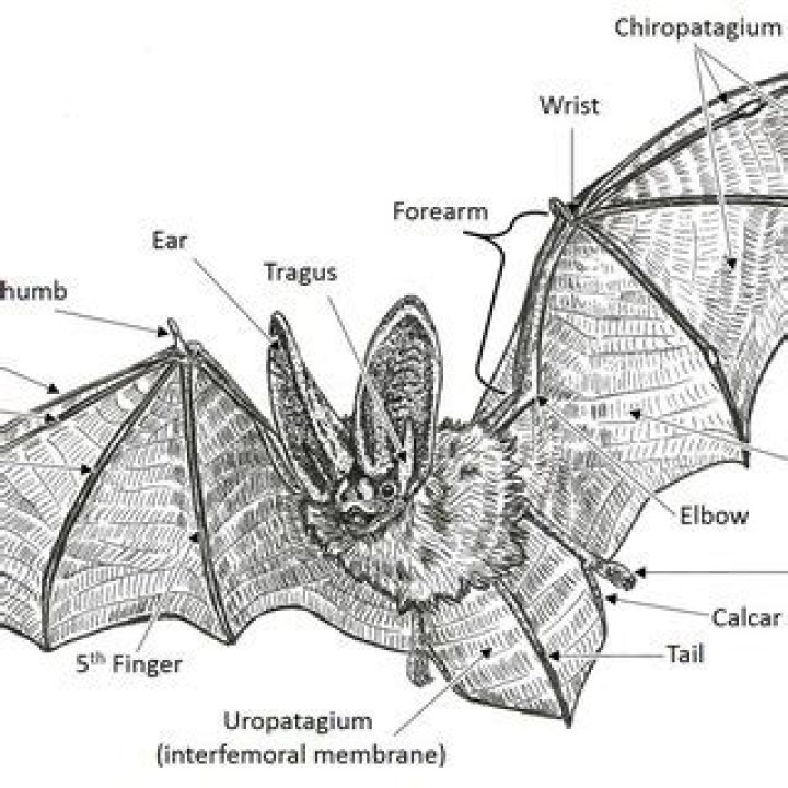 What does uropatagium do?
